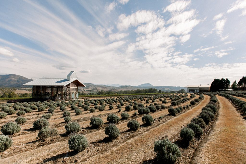 Kooroomba Lavender Farm Wedding Kate Robinson Photography